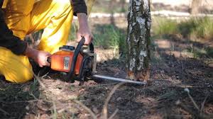 Best Tree Disease Treatment  in Susquehanna Trails, PA