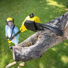 Best Root Management and Removal  in Susquehanna Trails, PA