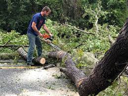 Best Tree Health Inspection  in Susquehanna Trails, PA
