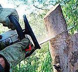 Best Tree Preservation Services  in Susquehanna Trails, PA