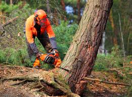 Best Fruit Tree Pruning  in Susquehanna Trails, PA
