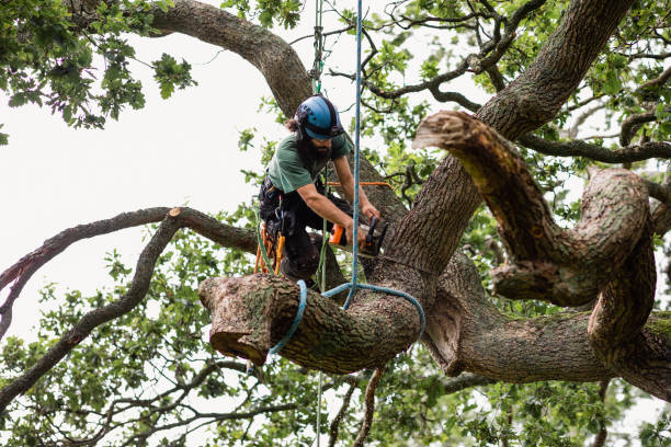 Best Utility Line Clearance  in Susquehanna Trails, PA
