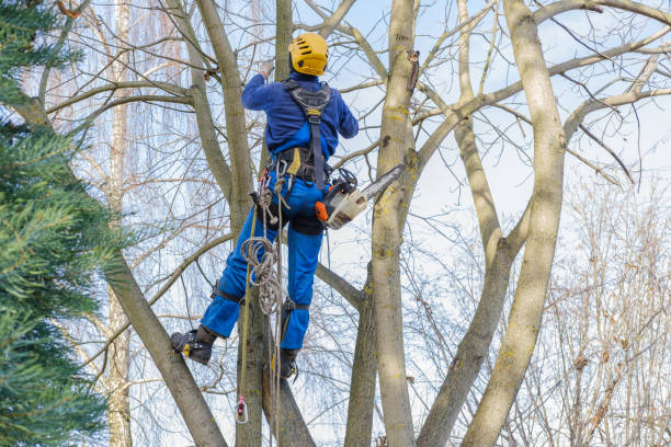 Best Soil Testing and Treatment  in Susquehanna Trails, PA