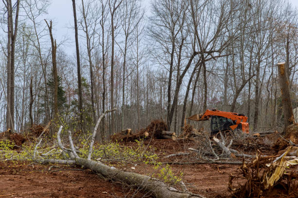 Best Tree Trimming and Pruning  in Susquehanna Trails, PA