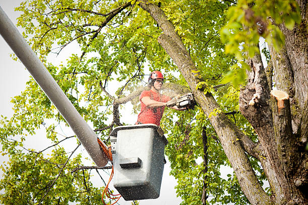 Best Palm Tree Trimming  in Susquehanna Trails, PA
