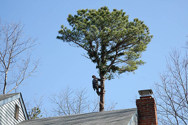 How Our Tree Care Process Works  in  Susquehanna Trails, PA