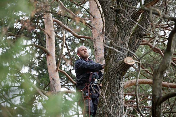  Susquehanna Trails, PA Tree Care Pros