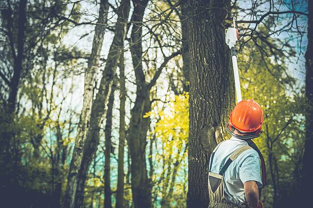 Best Tree Maintenance Programs  in Susquehanna Trails, PA
