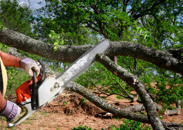 Best Stump Grinding and Removal  in Susquehanna Trails, PA