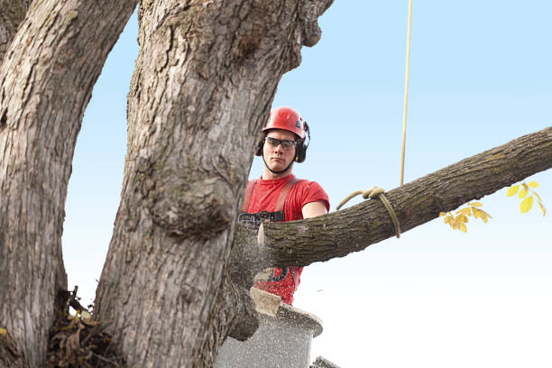 Susquehanna Trails, PA Tree Care Company